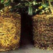 Plant 4